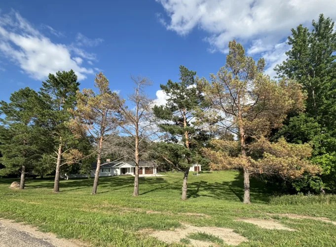 Pine wilt disease found in ND